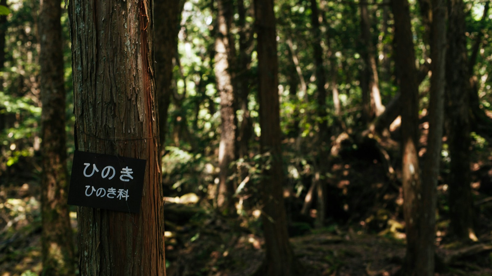 秋の木々に囲まれた登山道
