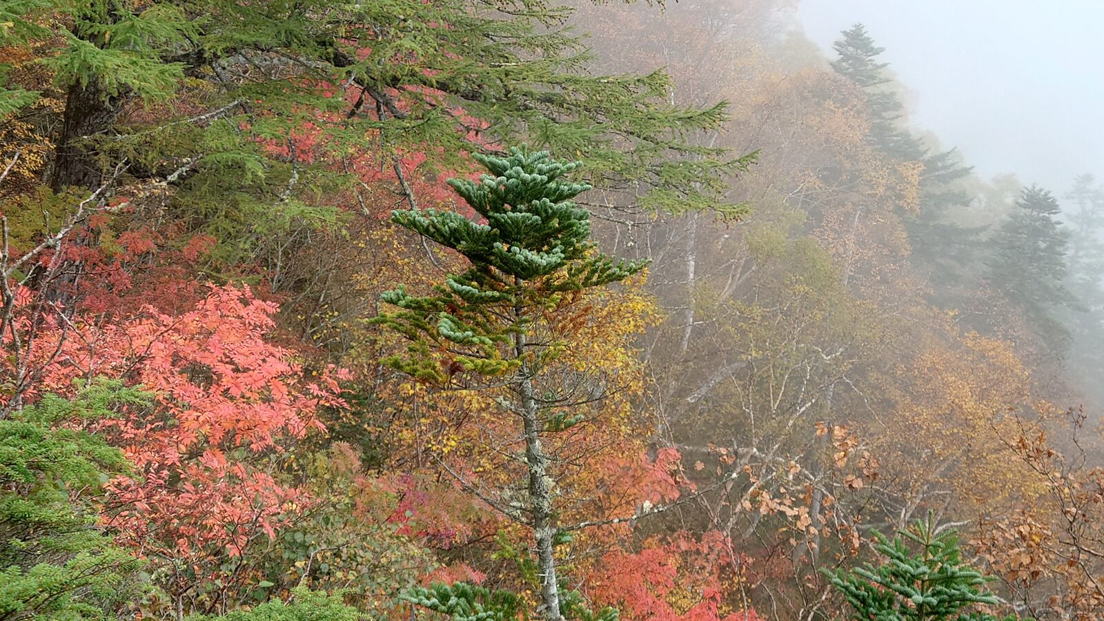 霧に包まれた秋山の紅葉と樹林